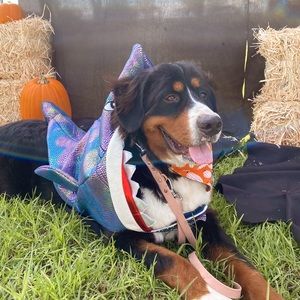 Dog costume shark xl